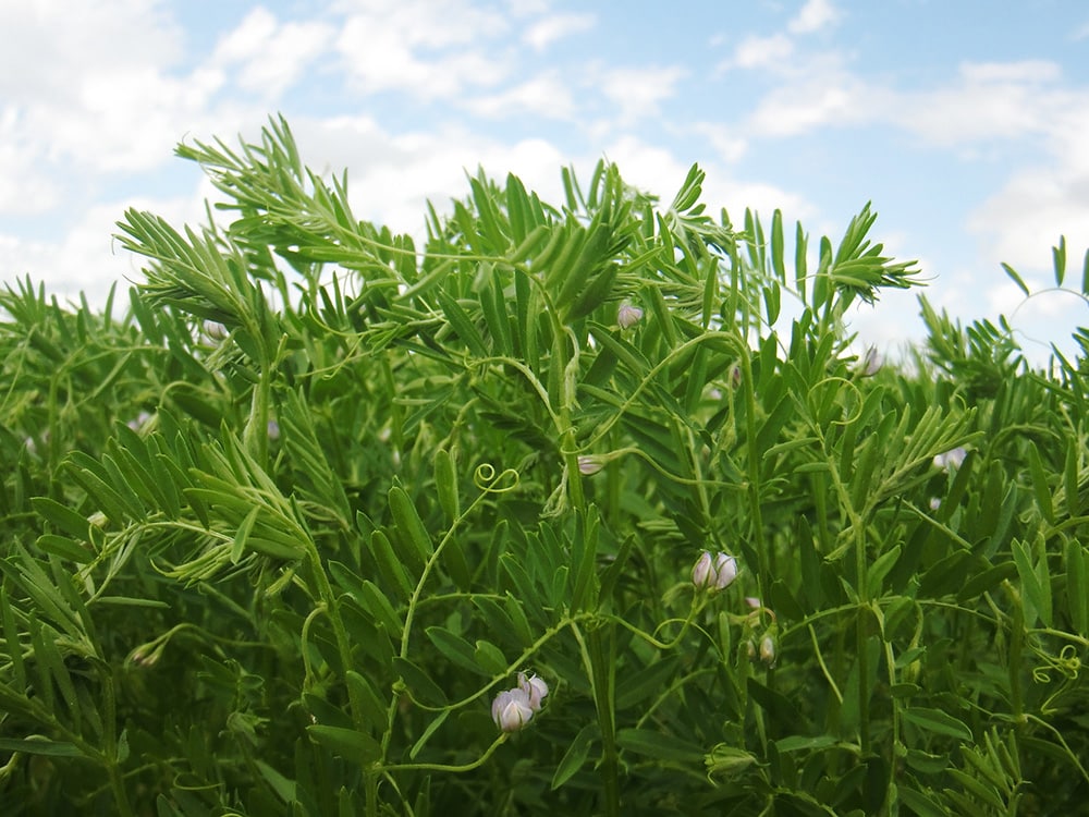 Close-up of lush green vetch plants with small purple flowers, set against a backdrop of a partly cloudy blue sky. The tendrils and leaves create a dense, textured pattern.