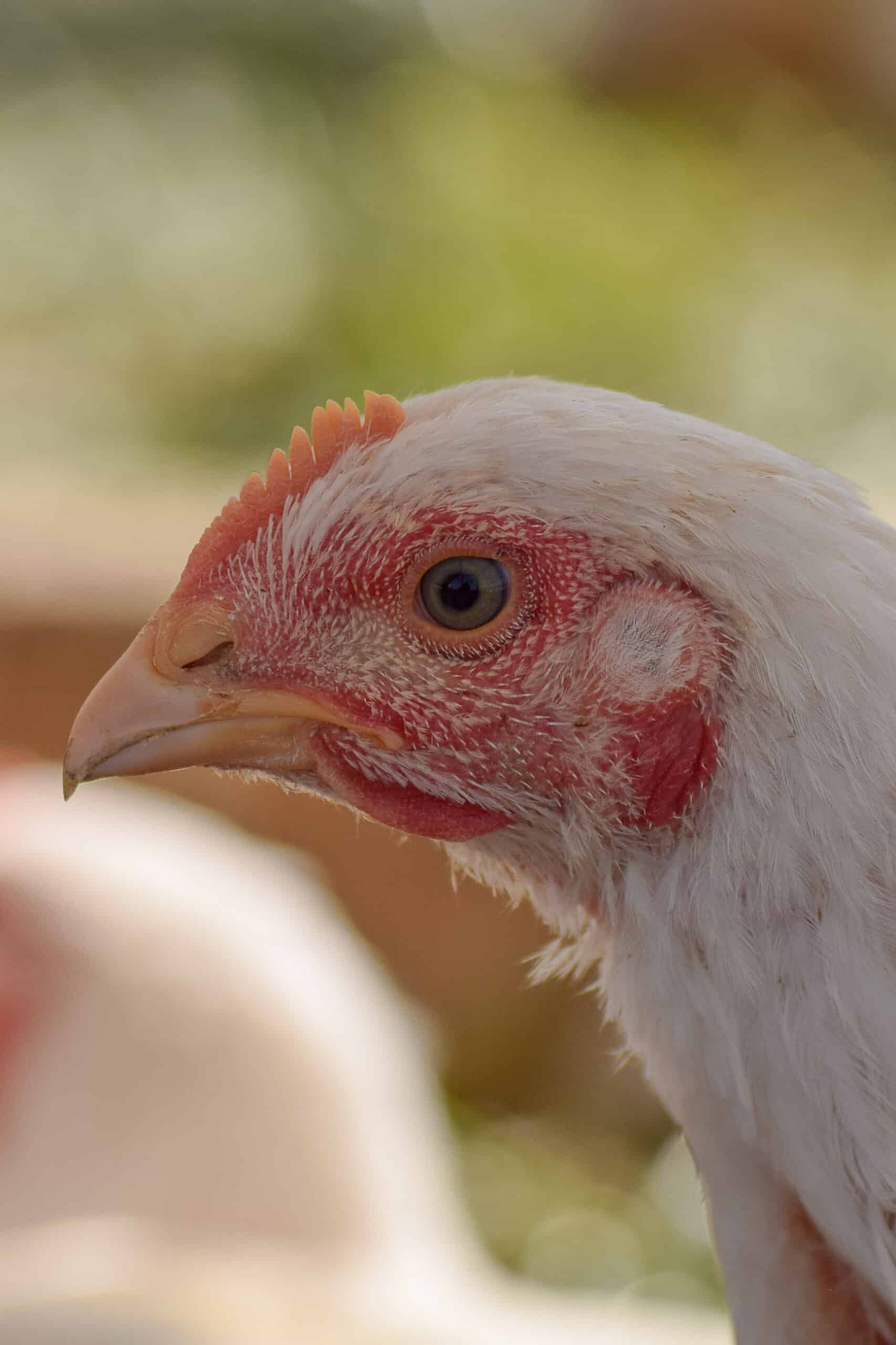 Close-up of a white chicken’s head, showing its beak, red comb, and textured feathers with a blurred green and beige background.