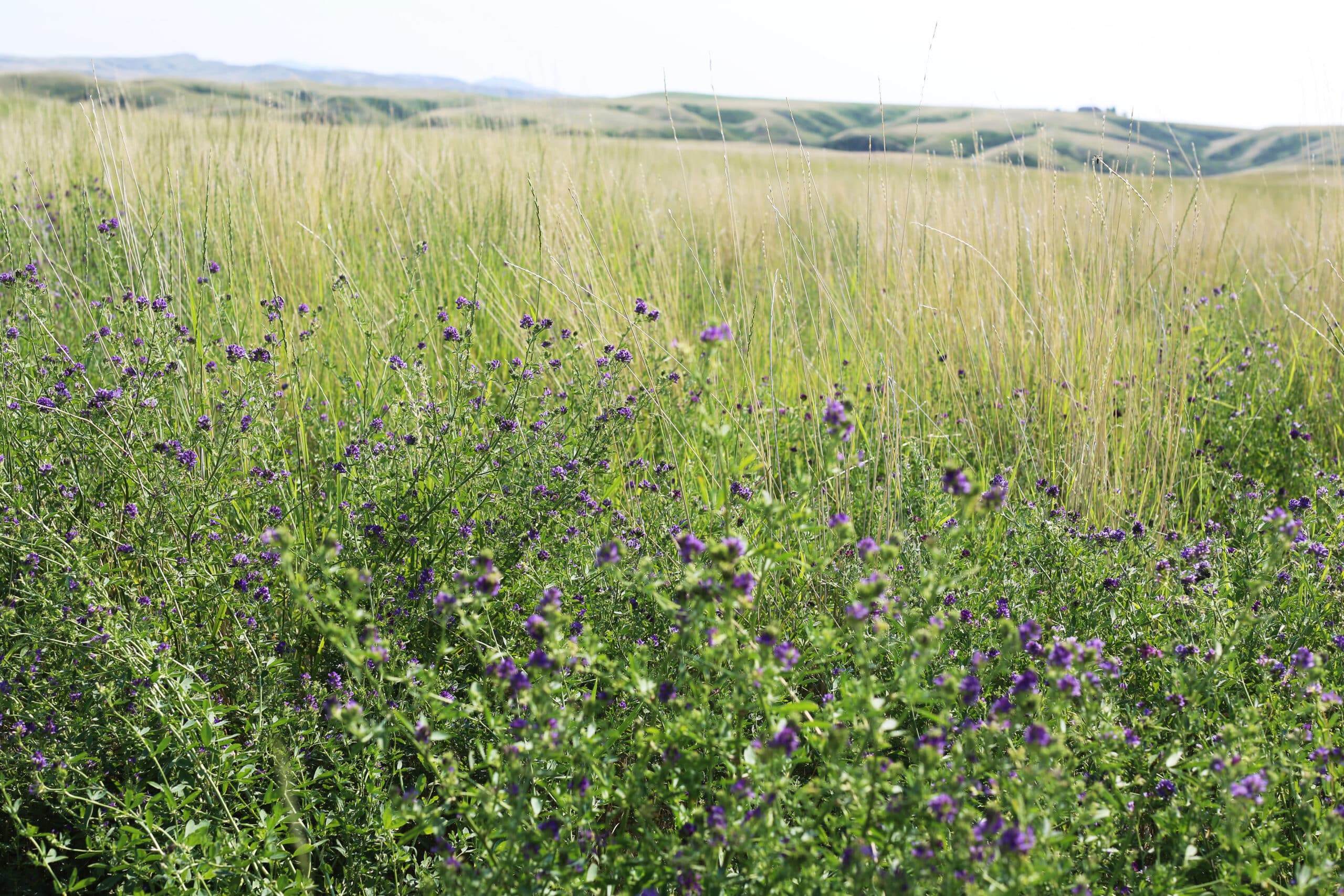 A field of tall grass and wildflowers with small purple blooms stretches into the distance under a bright sky, with gentle hills visible on the horizon.