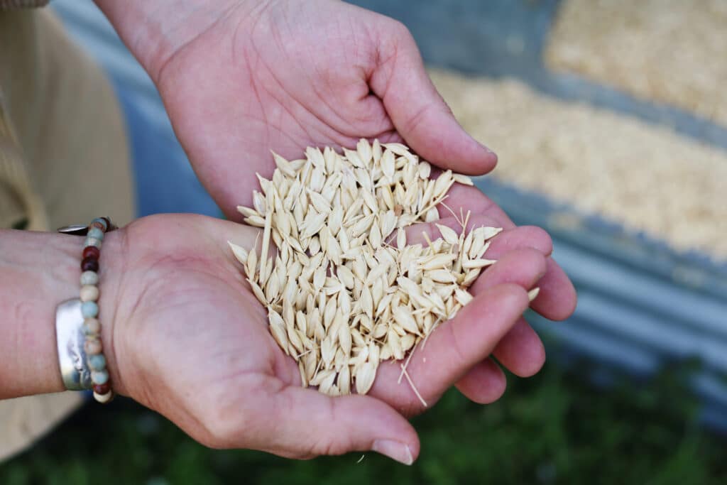 A person holding a handful of oat seeds in their open palms, with more seeds and green grass visible in the blurred background. The person is wearing a beaded bracelet and a metal wristband.