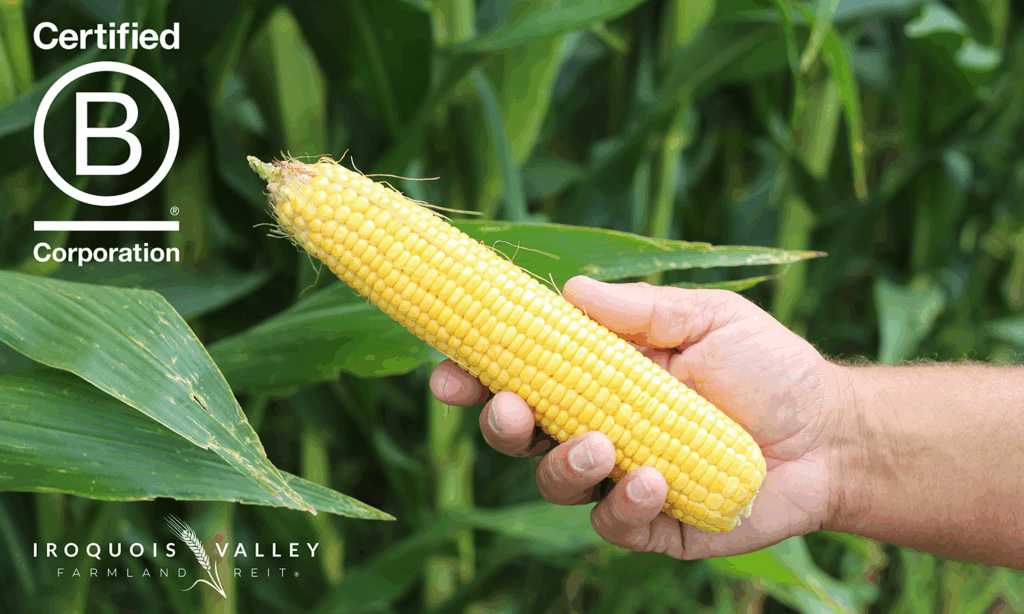 A hand holds a fresh ear of yellow corn in a field with green leaves. The Certified B Corporation logo and “Amber Farmland Investments” text appear in the image corners.