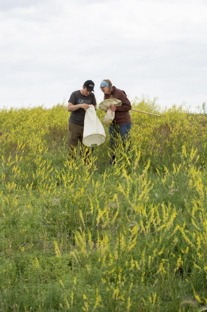 Two people stand in a field of tall yellow wildflowers, looking closely at something inside a white net, possibly used for collecting insects or plants. Both are wearing casual outdoor clothing and hats.