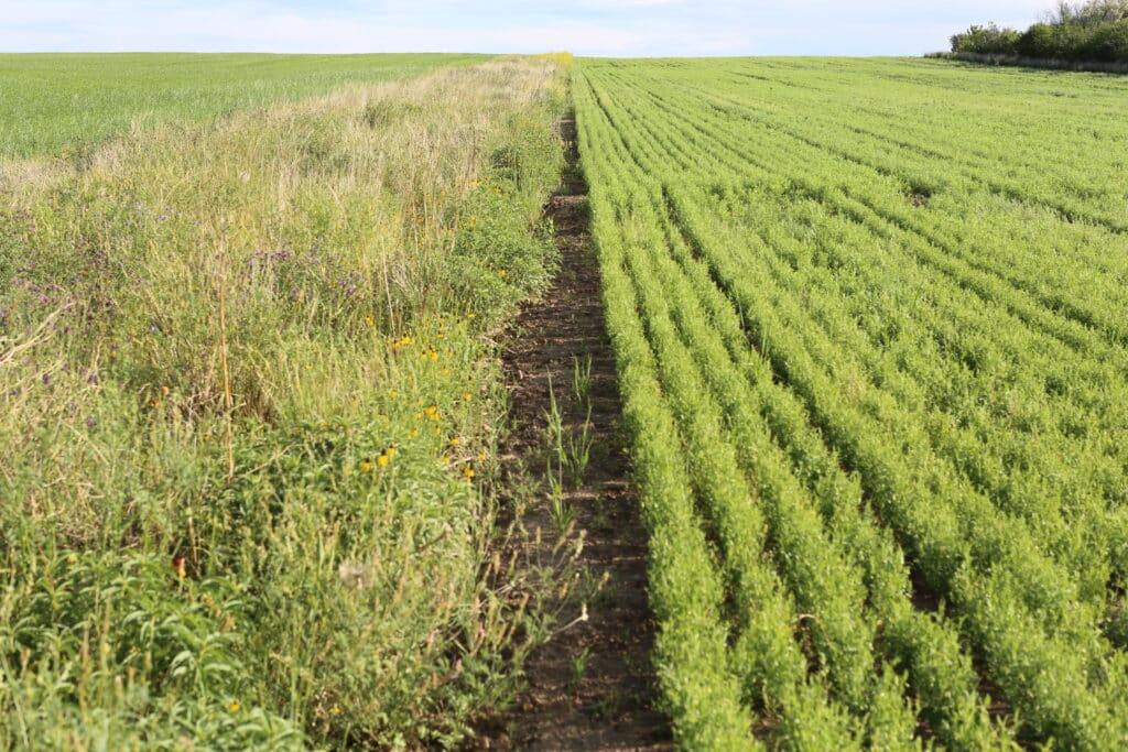 A field is divided in half; the left side has tall, wild grass and weeds while the right side shows neat rows of green crops growing in well-maintained soil under a clear sky.