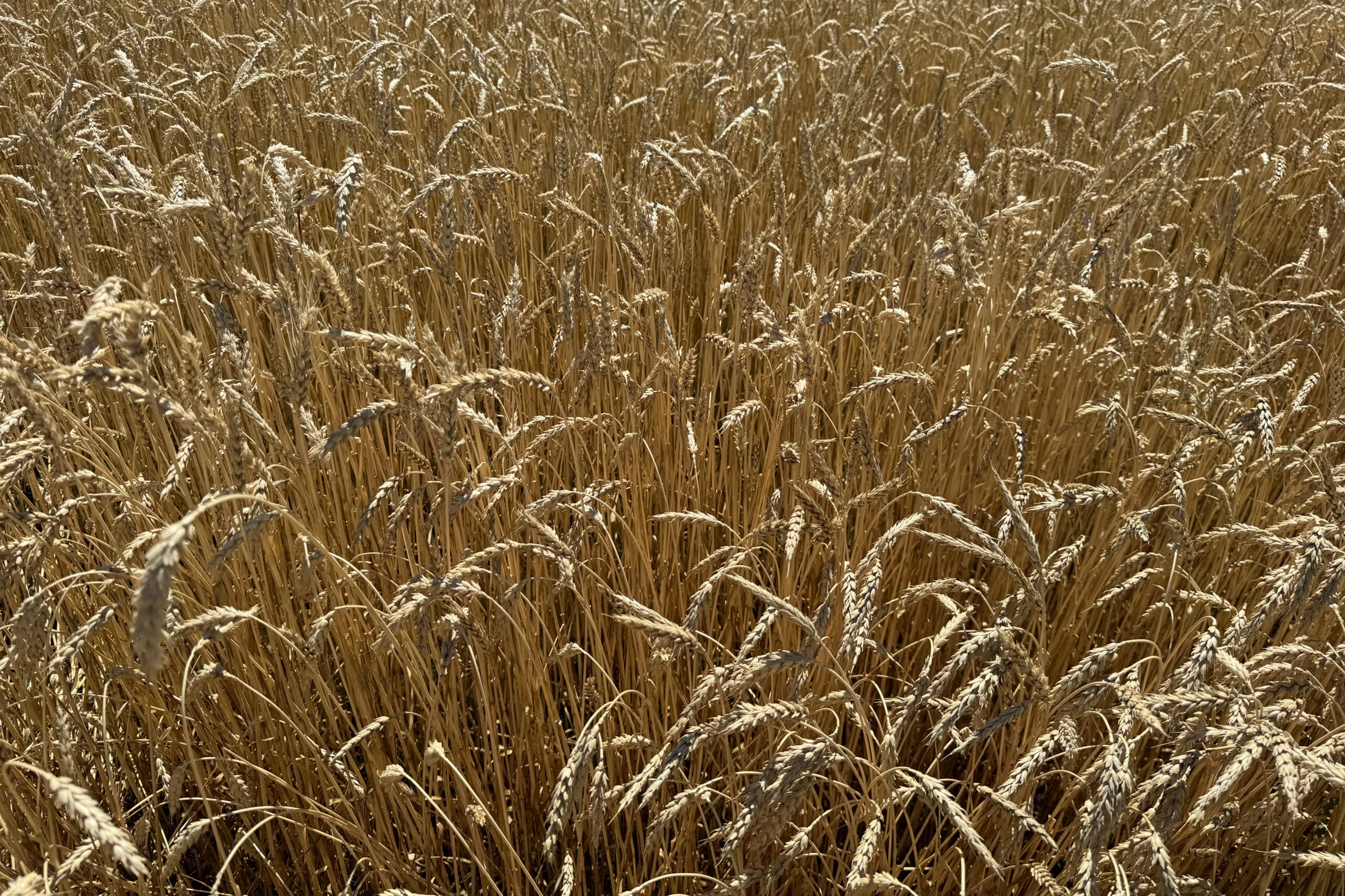 A close-up view of a dense golden wheat field with ripe wheat stalks and heads, bathed in sunlight, stretching outwards and filling the entire frame.