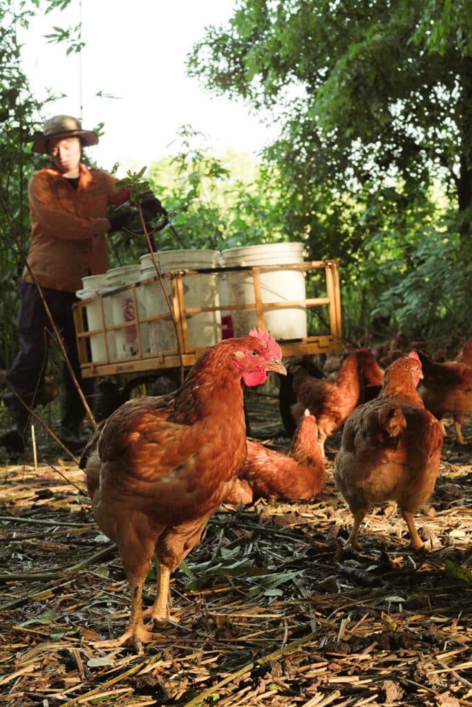 A group of brown chickens forage on the ground near a person in a hat and orange shirt, who stands beside a cart filled with white buckets in a wooded outdoor area. Sunlight filters through the trees.