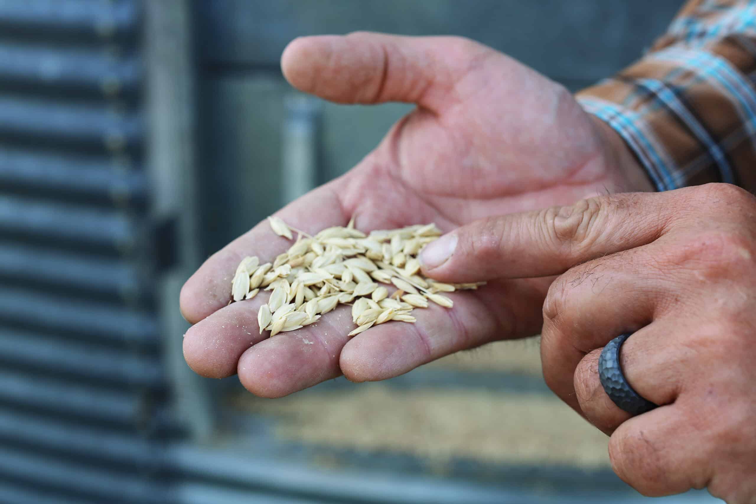 A close-up of a person’s hand holding a handful of grain seeds, with the other hand pointing at them. The person is wearing a plaid shirt and a dark ring. The background is slightly blurred.