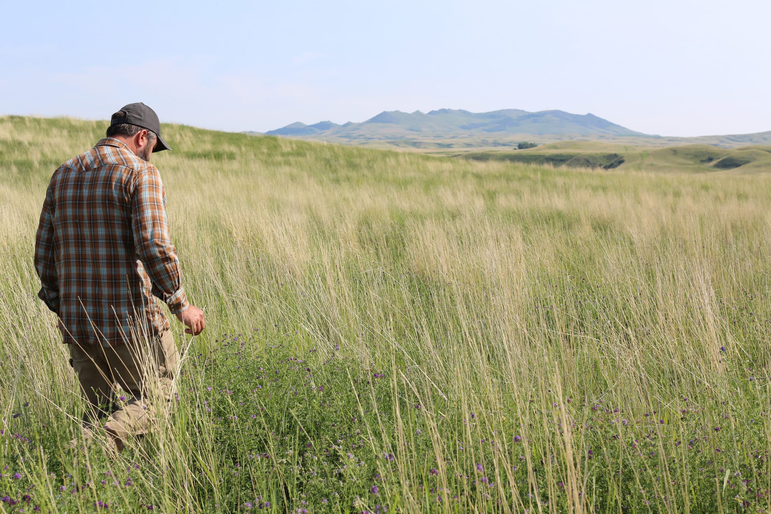 A person in a plaid shirt and cap walks through tall grass in an open field with rolling hills and distant mountains under a blue sky.