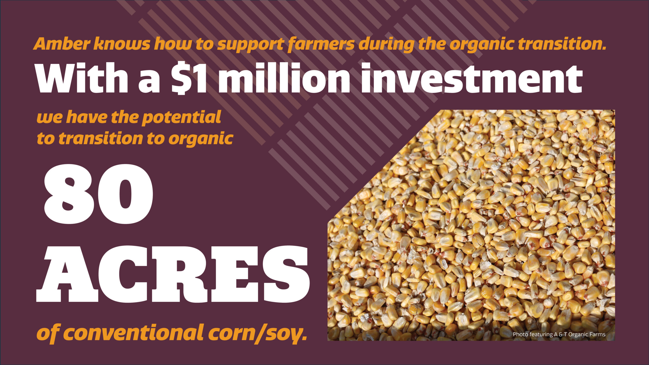 Text graphic stating: “With a $1 million investment, we have the potential to transition to organic 80 acres of conventional corn/soy,” next to a close-up photo of corn kernels.