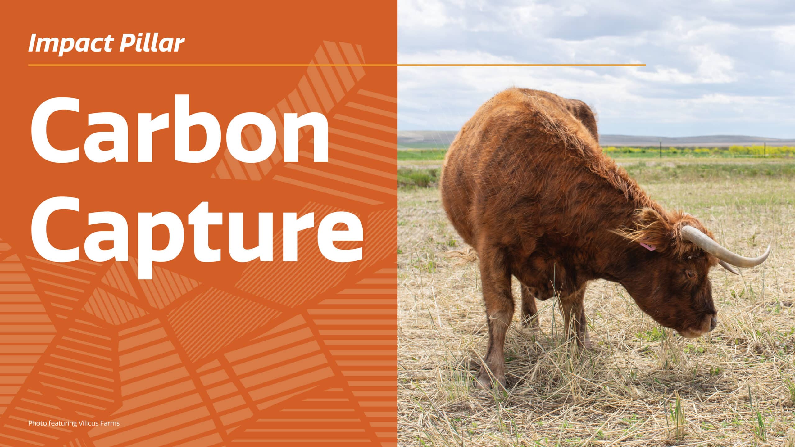 A Highland cow grazes in a dry field. Orange text on the left reads “Impact Pillar: Carbon Capture.” Photo is credited to Wilcox Farms.