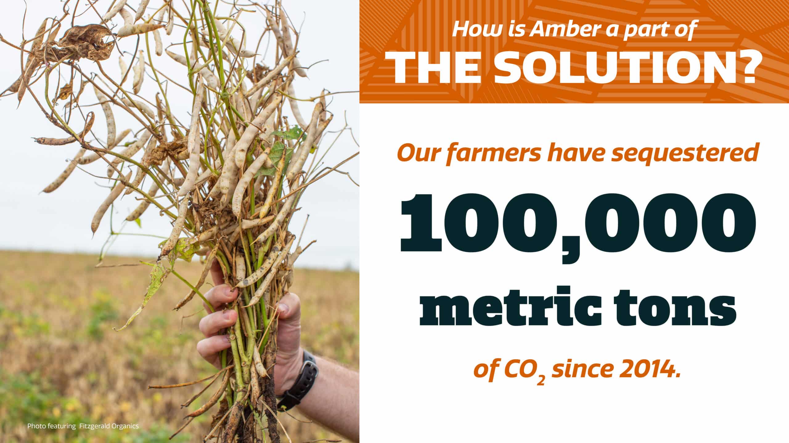 A hand holds up dried plants in a field. Text reads: “How is Amber a part of the solution? Our farmers have sequestered 100,000 metric tons of CO₂ since 2014.”.