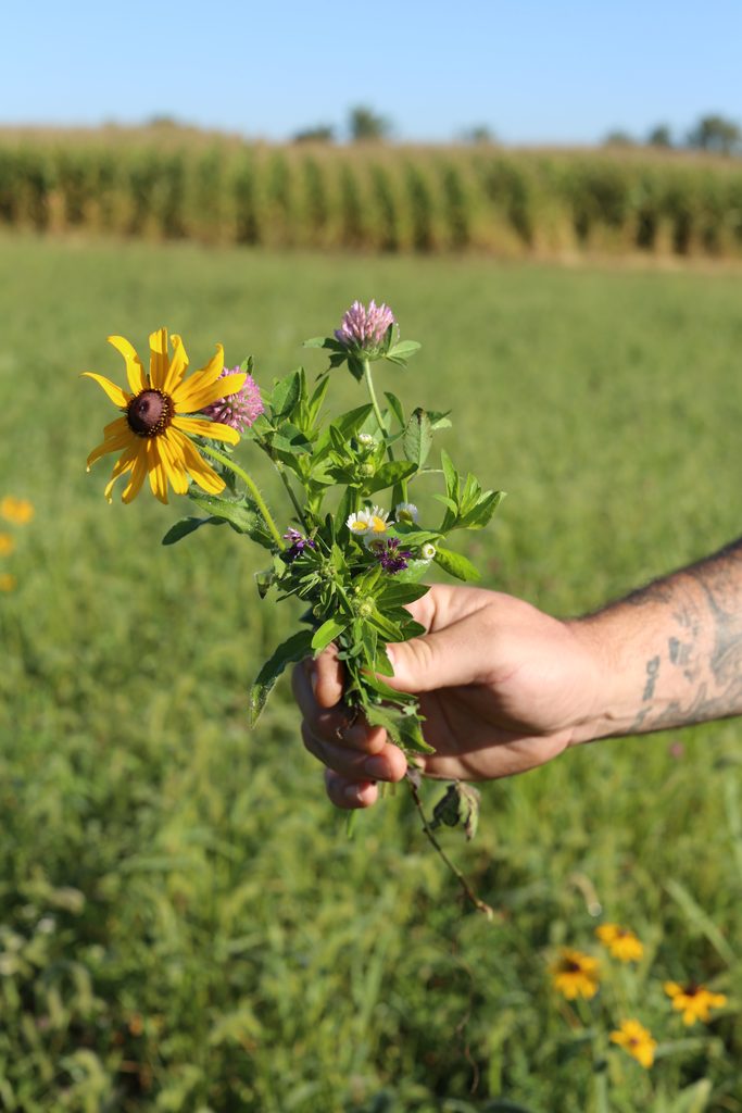 A person’s tattooed hand holds a small wildflower bouquet featuring a black-eyed Susan and clover blossoms in front of a green field.