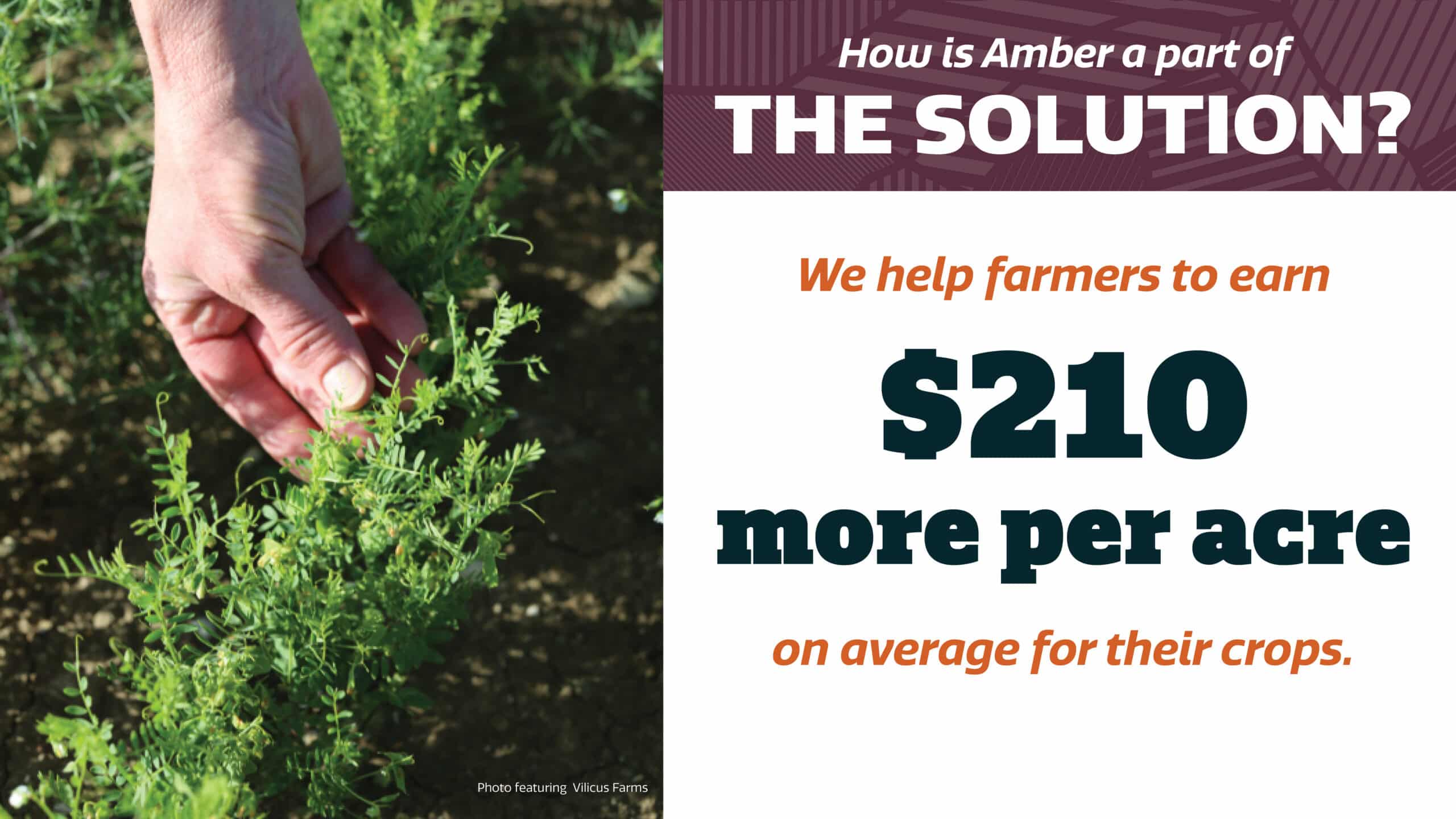 A hand touching green crops, with text stating: “How is Amber a part of THE SOLUTION? We help farmers to earn $210 more per acre on average for their crops.”